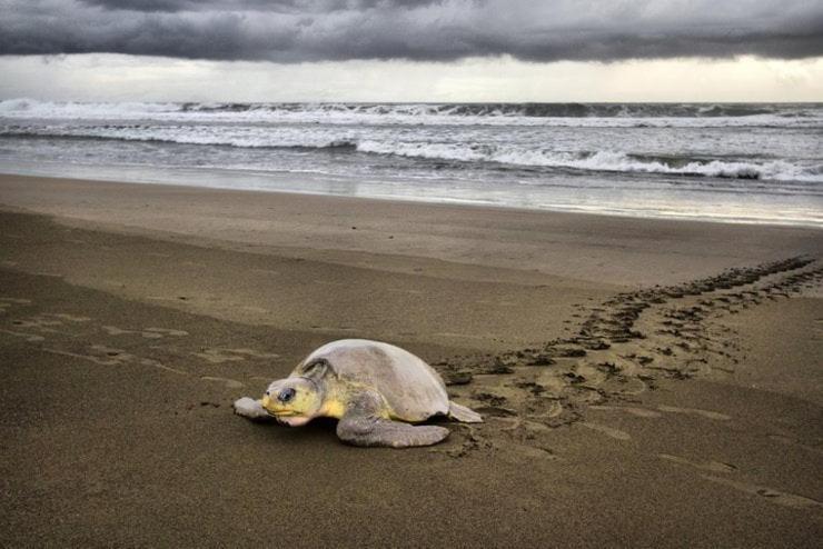 Apartmán Departamento 7 Tortuguero Exteriér fotografie