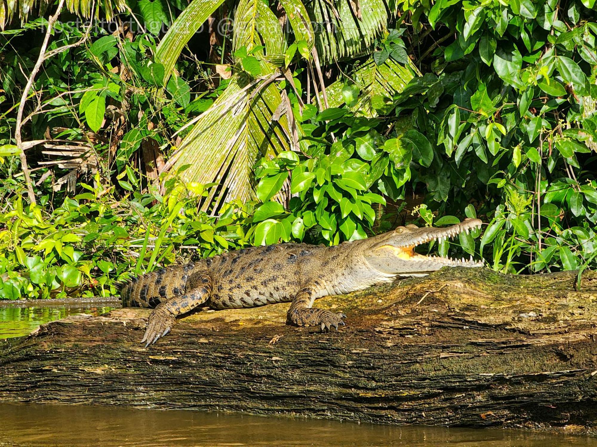Apartmán Departamento 7 Tortuguero Exteriér fotografie